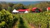Nova Scotia Winery-A.jpg