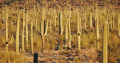 saguaro.JPG